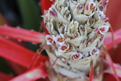 Bromelia balansae