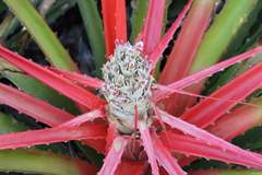 Bromelia balansae