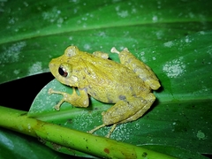 Pristimantis diadematus