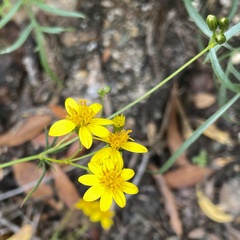 Coreocarpus arizonicus