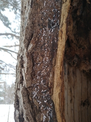 Cryptococcus fagisuga