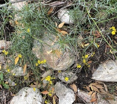 Coreocarpus arizonicus