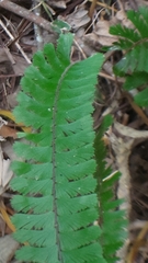 Adiantum caudatum