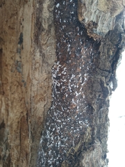 Cryptococcus fagisuga