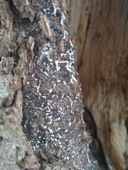 Cryptococcus fagisuga