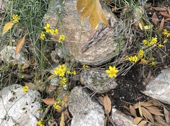 Coreocarpus arizonicus