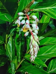 Alpinia zerumbet