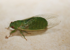 Chlorocysta vitripennis