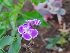 Duranta costaricensis