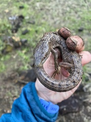 Elgaria multicarinata multicarinata