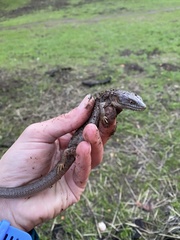 Elgaria multicarinata multicarinata