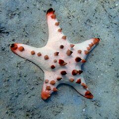 Protoreaster nodosus