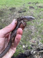 Elgaria multicarinata multicarinata