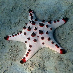 Protoreaster nodosus