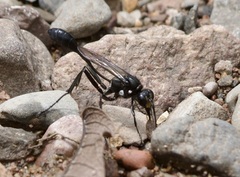Eremnophila