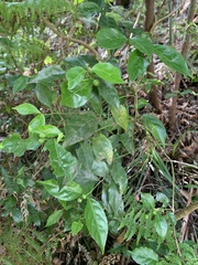 Gynochthodes jasminoides