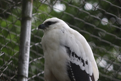 Pseudastur albicollis