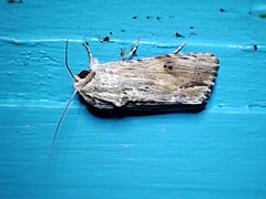 Spodoptera eridania