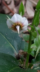 Trichodesma calycosum