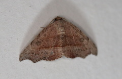 Laspeyria concavata