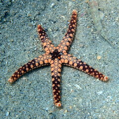 Fromia heffernani