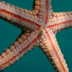 Fromia heffernani