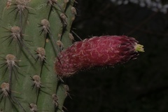 Cleistocactus parviflorus