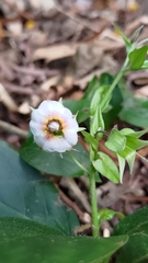 Trichodesma calycosum