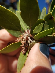 Arctostaphylos