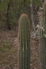 Cleistocactus parviflorus