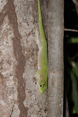 Phelsuma kochi