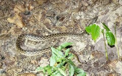 Madagascarophis colubrinus