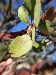 Arctostaphylos