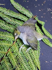 Zosterops lateralis lateralis