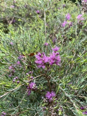 Melaleuca thymifolia
