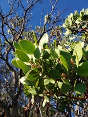 Arctostaphylos