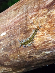 Cormocephalus rubriceps