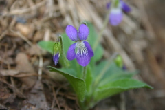 Viola fimbriatula