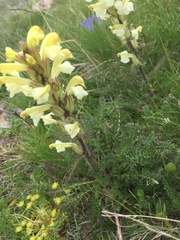 Pedicularis sibthorpii