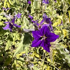 Solanum houstonii