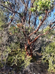Arctostaphylos