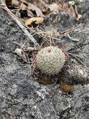 Mammillaria haageana conspicua