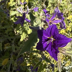 Solanum houstonii