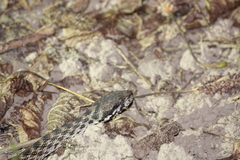 Madagascarophis colubrinus