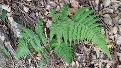 Microlepia speluncae