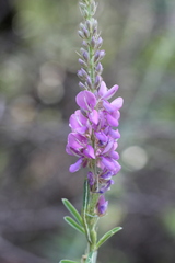 Desmodium cuneatum