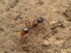 Aphaenogaster fulva