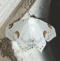 Sericoptera