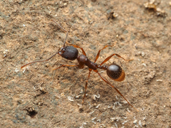 Aphaenogaster fulva