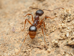 Aphaenogaster fulva
